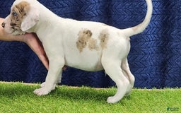 Catahoula Leopard Dog dogs for sale: Duchess 2025 Male 4 - Image 2