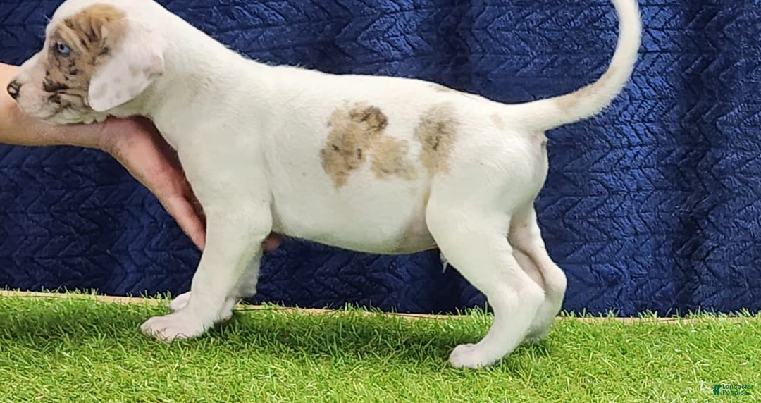 Catahoula Leopard Dog dogs for sale: Duchess 2025 Male 4 - Image 2