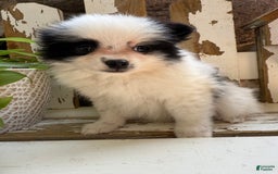 Pomeranian dogs for sale: Bear - Image 10