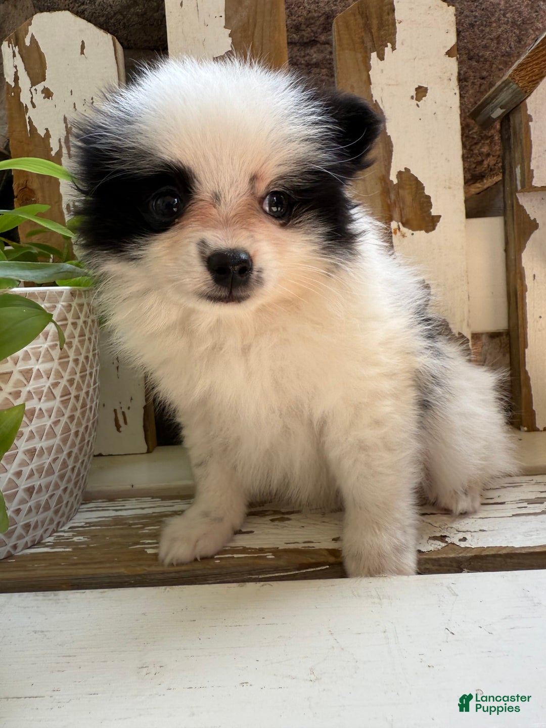 Pomeranian dogs for sale: Bear - Image 10