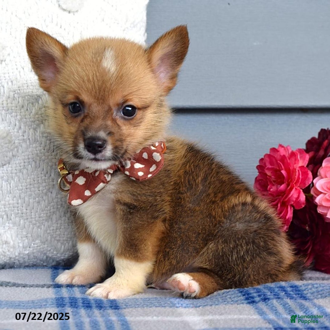 Welsh Corgi Pembroke dogs for sale: Zander - Image 7