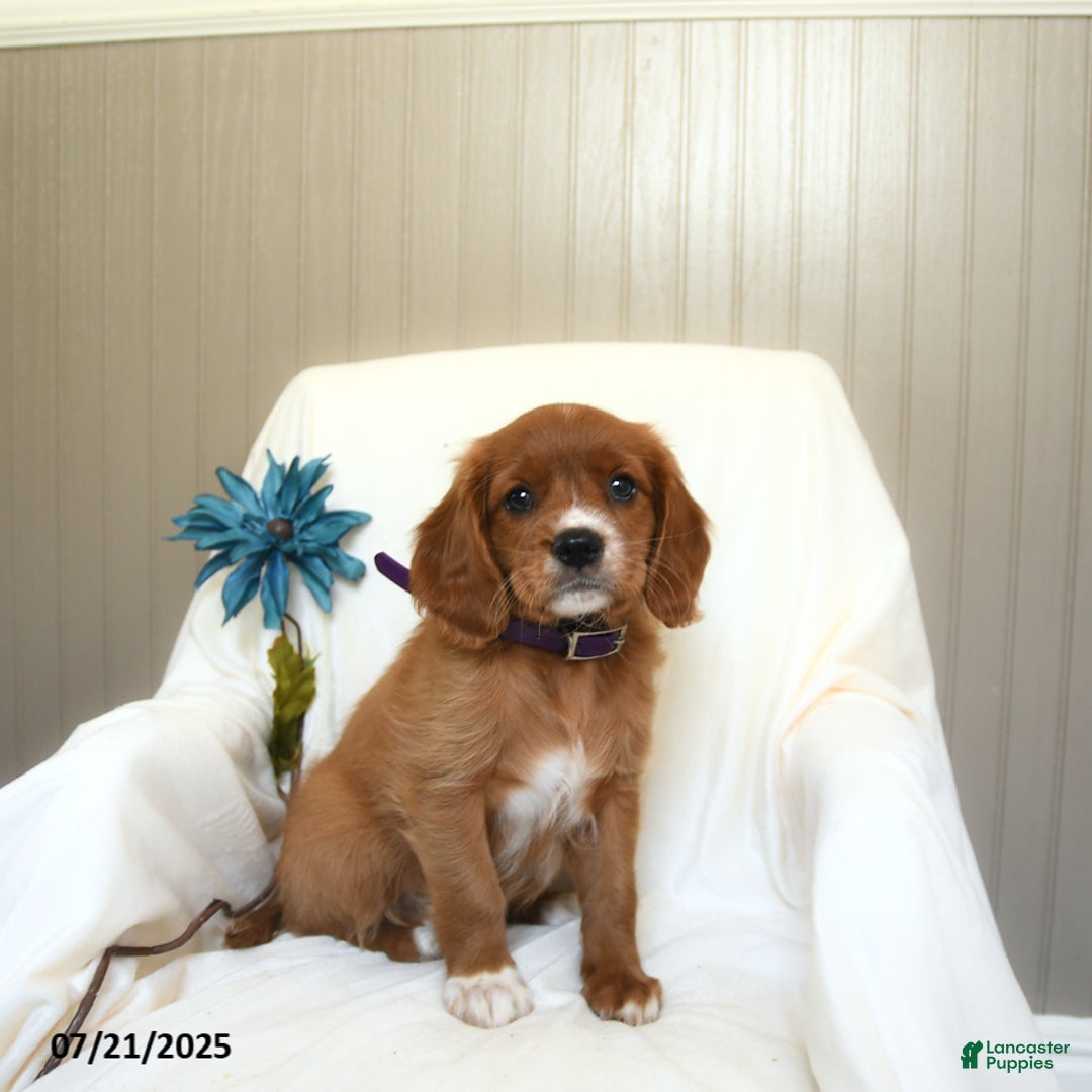 Miniature Golden Retriever dogs for sale: Riley - Image 1