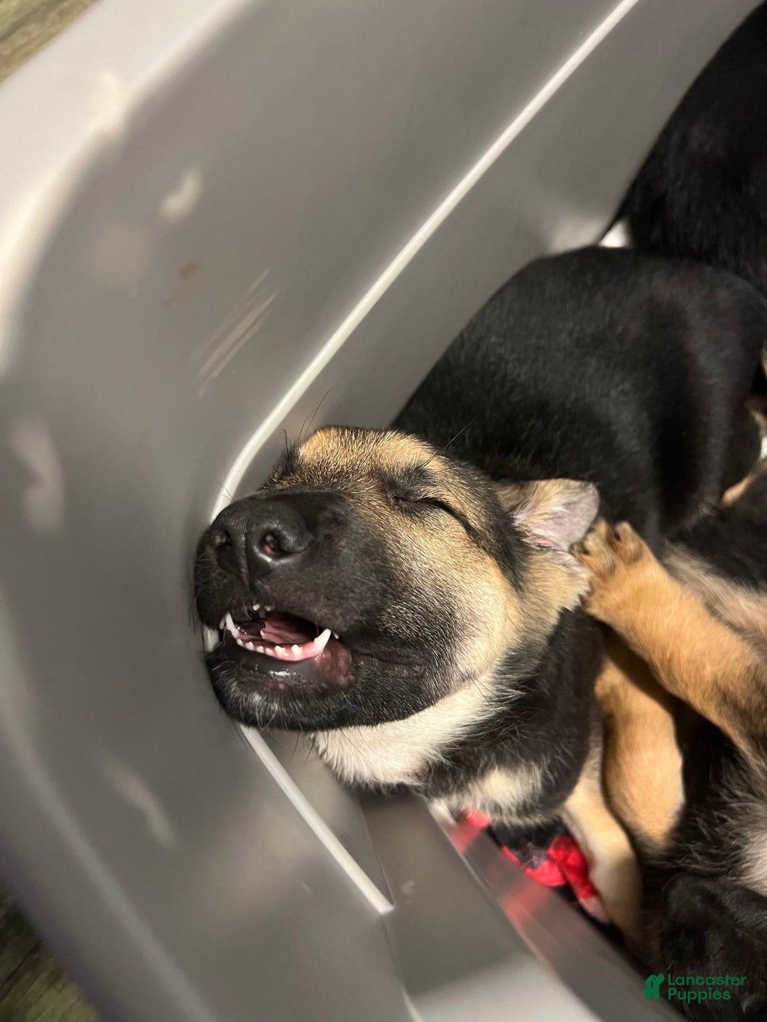 German Shepherd dogs for sale: Cedar - Image 9