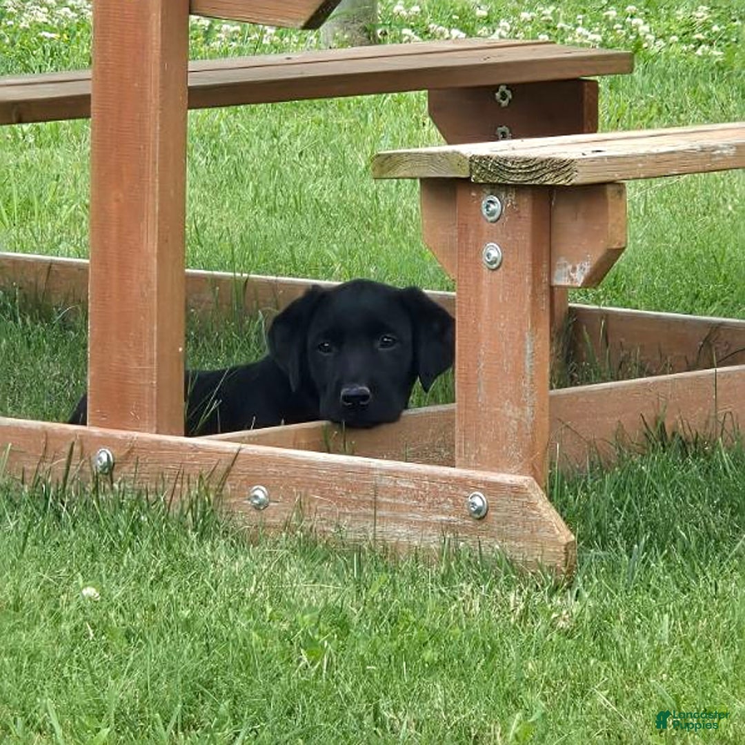 Labrador Retriever dogs for sale: Clover - Image 9