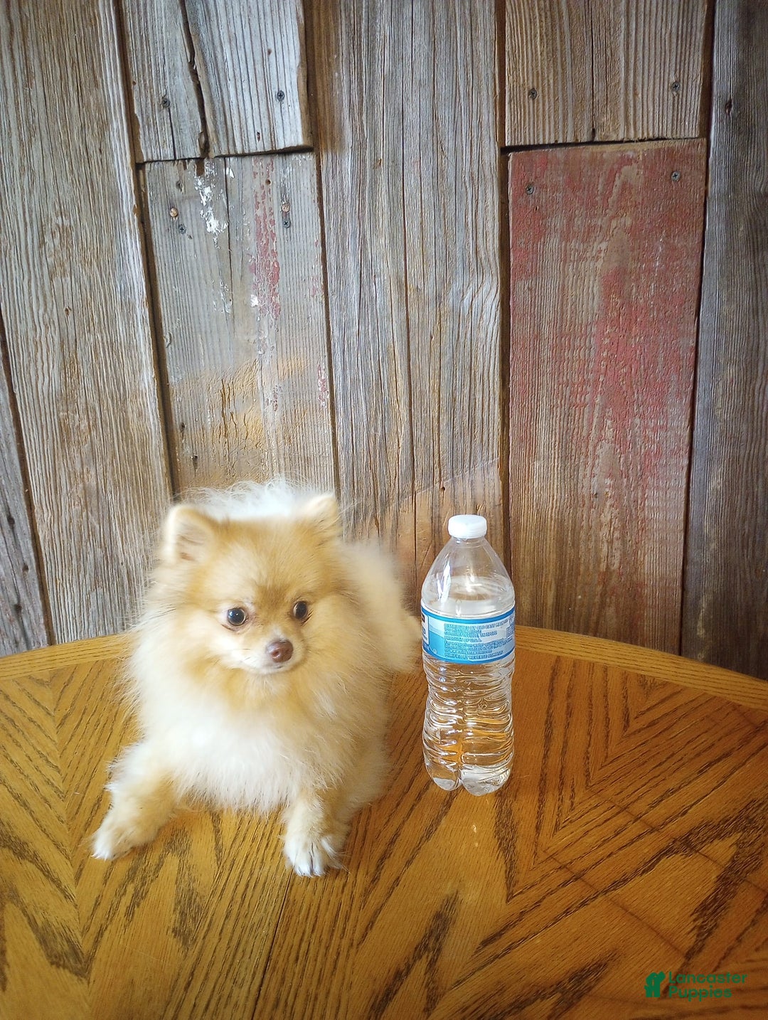 Pomeranian dogs for sale: Zeus - Image 2