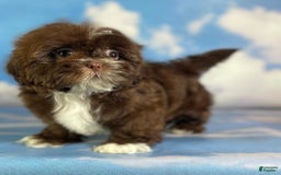 Shih Tzu dogs for sale: Snickers Aca - Image 7