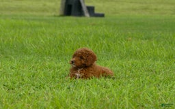 Miniature Poodle dogs for sale: Elara - Image 4