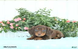 Miniature Dachshund dogs for sale: Nala - Image 5