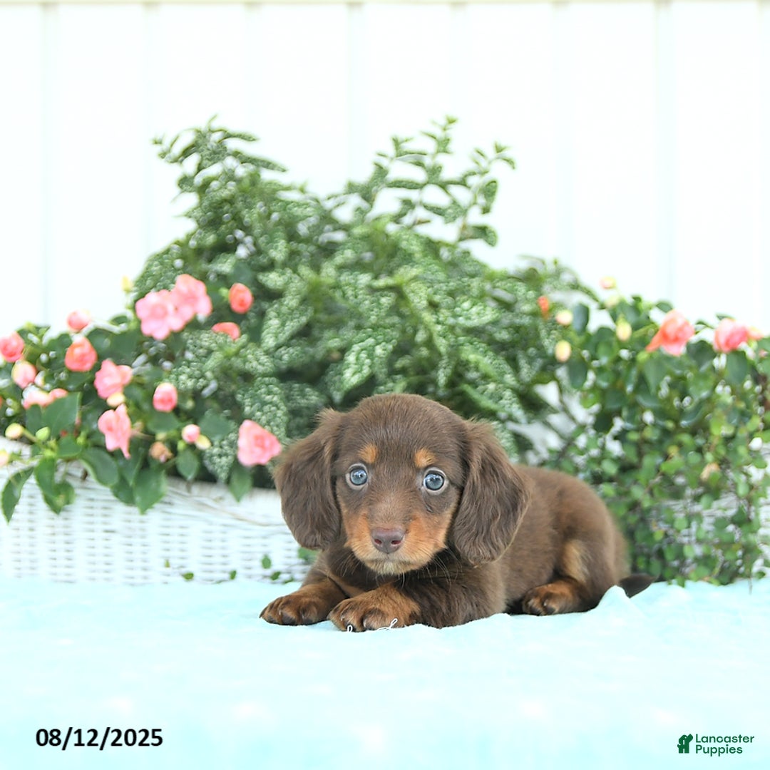 Miniature Dachshund dogs for sale: Nala - Image 5