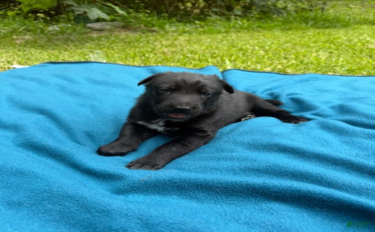 German Shepherd dogs for sale - Ad 1