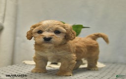 Cavapoo dogs for sale: Dakota - Image 1