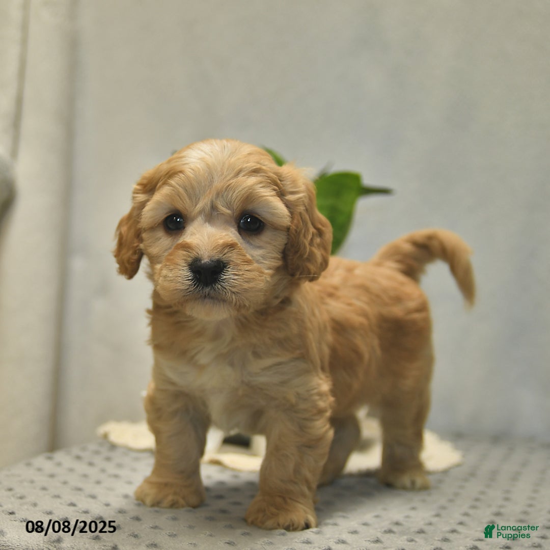 Cavapoo dogs for sale: Dakota - Image 1