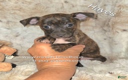 Miniature Pinscher dogs for sale: Hayes - Image 1
