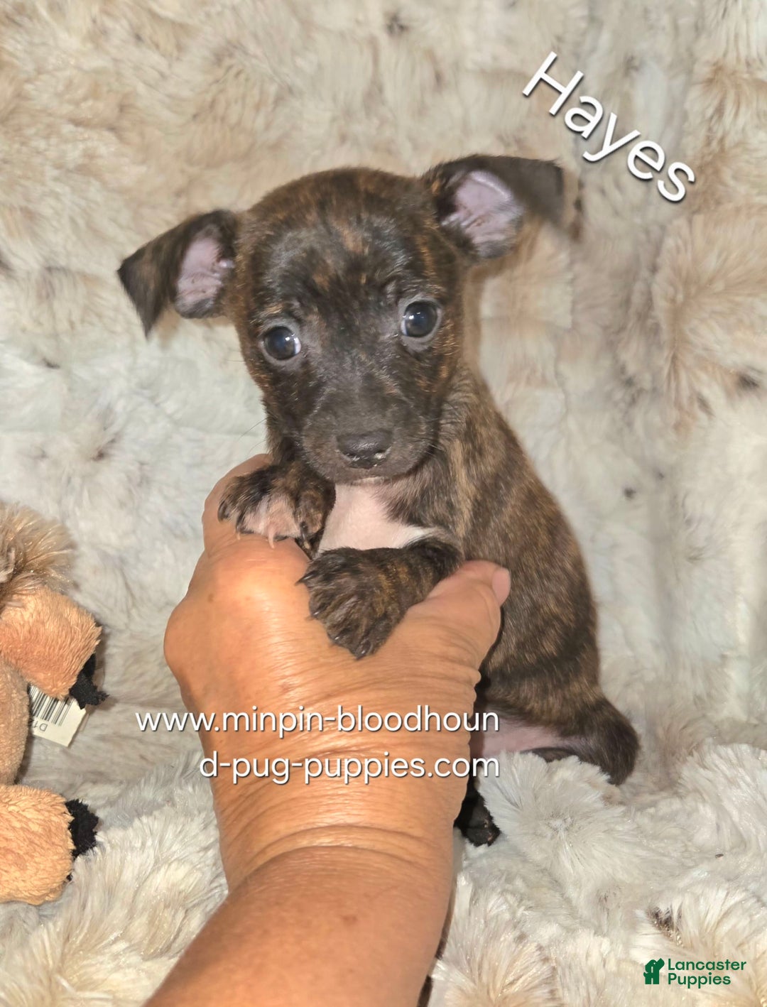 Miniature Pinscher dogs for sale: Hayes - Image 1