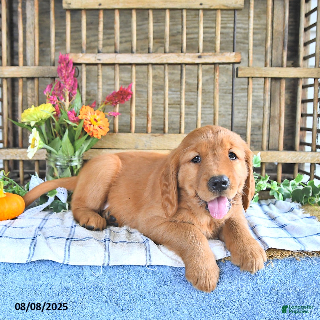 Golden Retriever dogs for sale: Golden Retriever 11 puppies - Image 50