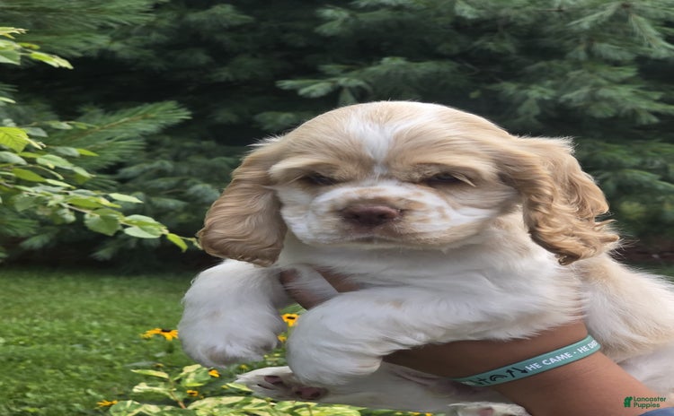 Cocker Spaniel dogs for sale - Ad 4