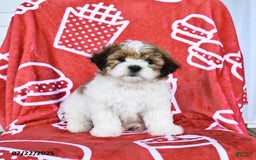 Teddy Bear dogs for sale: Honey - Image 4