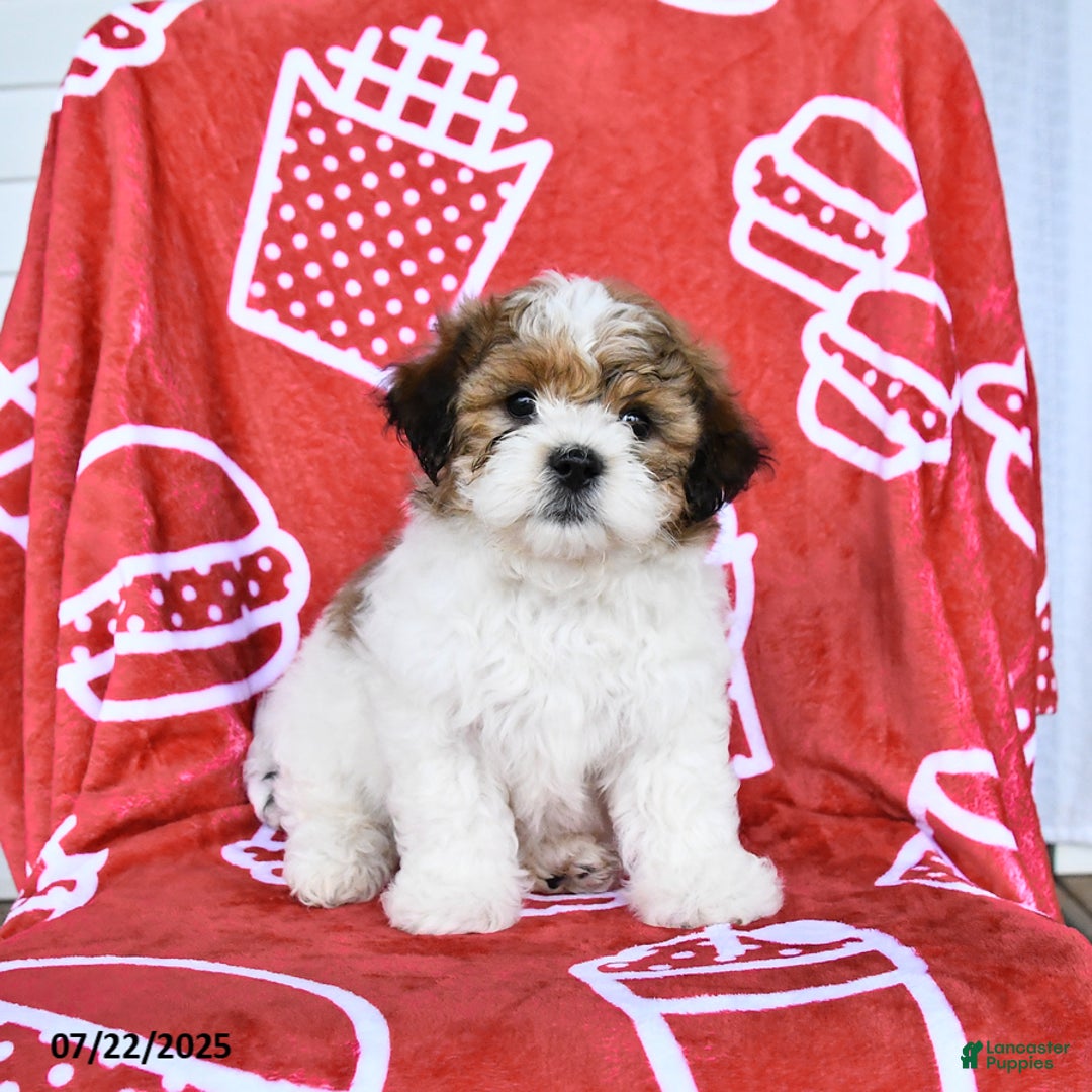 Teddy Bear dogs for sale: Honey - Image 4