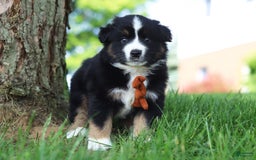 Australian Shepherd dogs for sale: Baja - Image 6