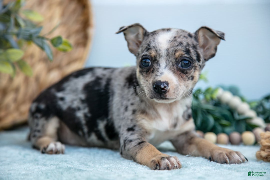 Chihuahua dogs for sale: Patience - Image 4