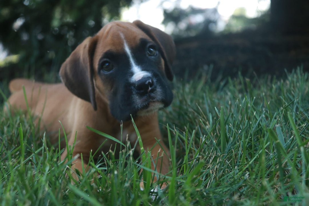 Boxer dogs for sale: Eli - Image 4
