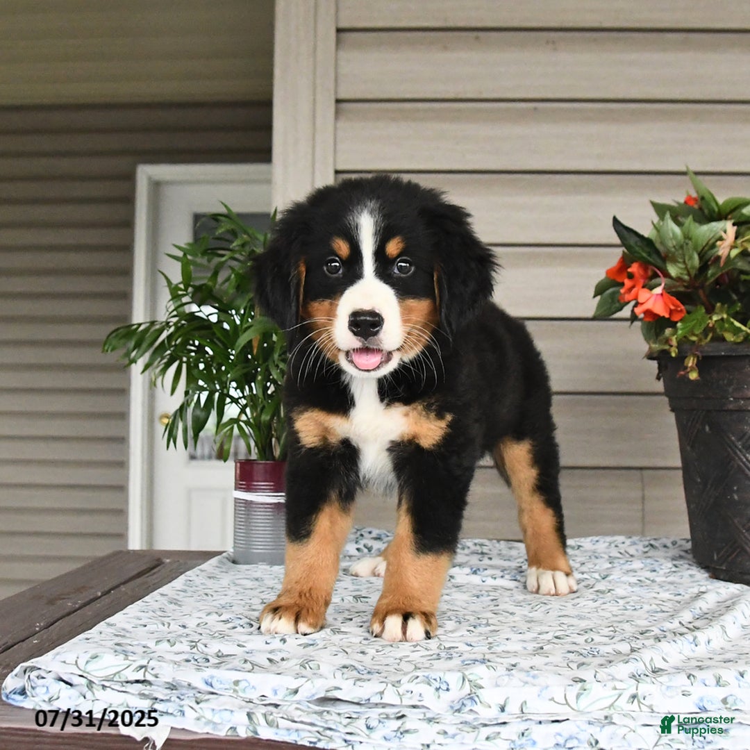 Bernese Mountain Dog dogs for sale: Blossom - Image 10