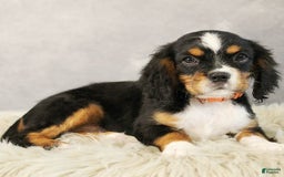 Miniature Bernese Mountain Dog dogs for sale: Truffle - Image 6