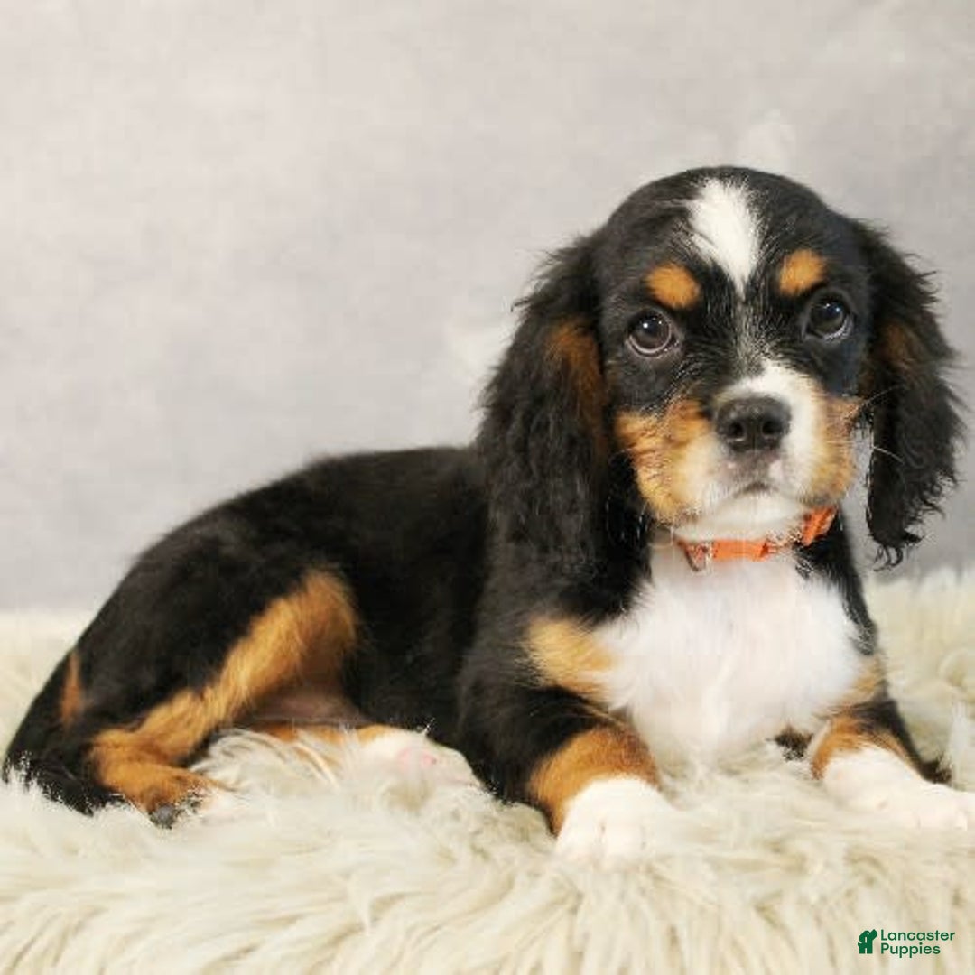 Miniature Bernese Mountain Dog dogs for sale: Truffle - Image 6