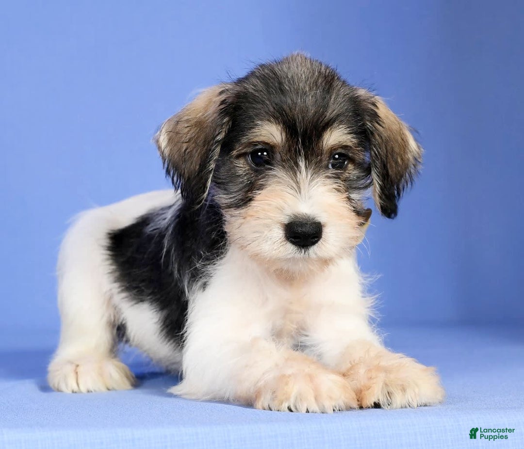 Miniature Schnauzer dogs for sale: Bethany - Image 2