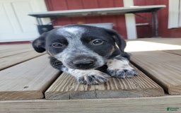 Australian Cattle Dog dogs for sale: Australian Cattle Dog 7 puppies - Image 5