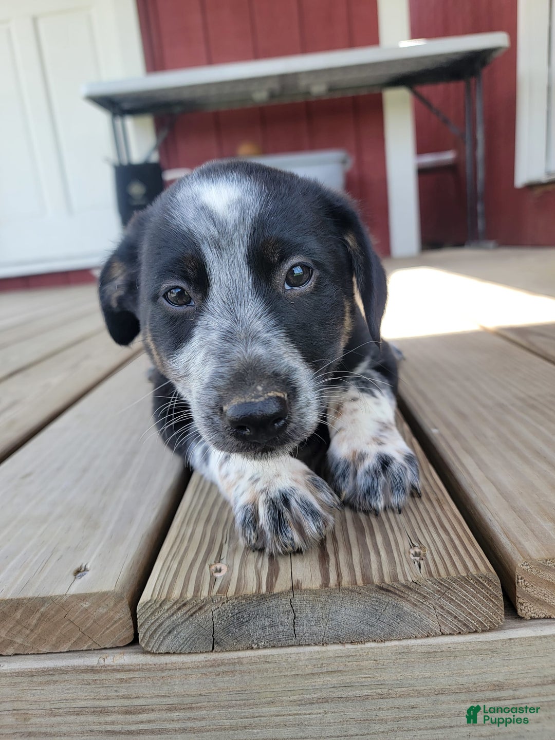 Australian Cattle Dog dogs for sale: Australian Cattle Dog 7 puppies - Image 5