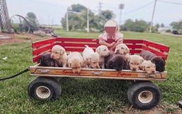 Labrador Retriever dogs for sale: Aiden - Image 6