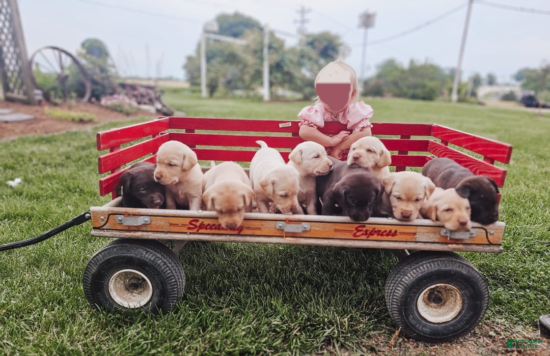 Labrador Retriever dogs for sale: Aiden - Image 6