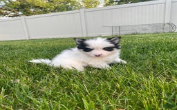 Pomsky dogs for sale: Nitro - Image 14