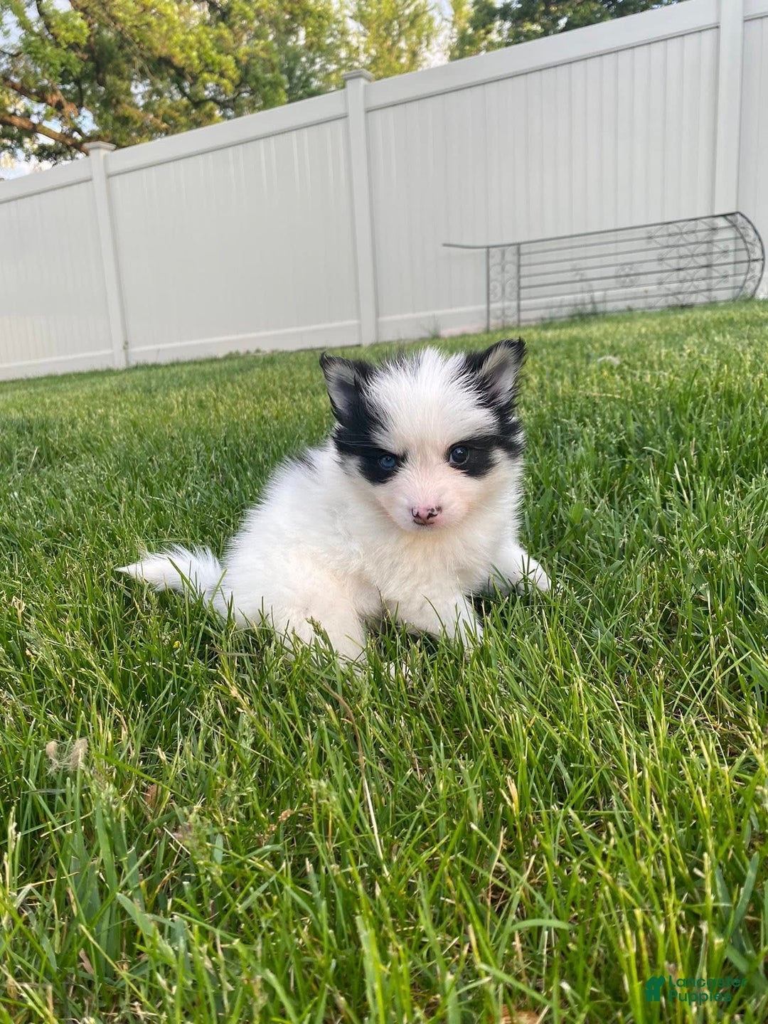 Pomsky dogs for sale: Nitro - Image 14