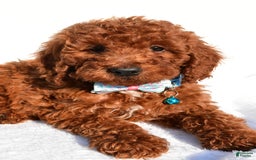 Miniature Poodle dogs for sale: Oscar - Image 5