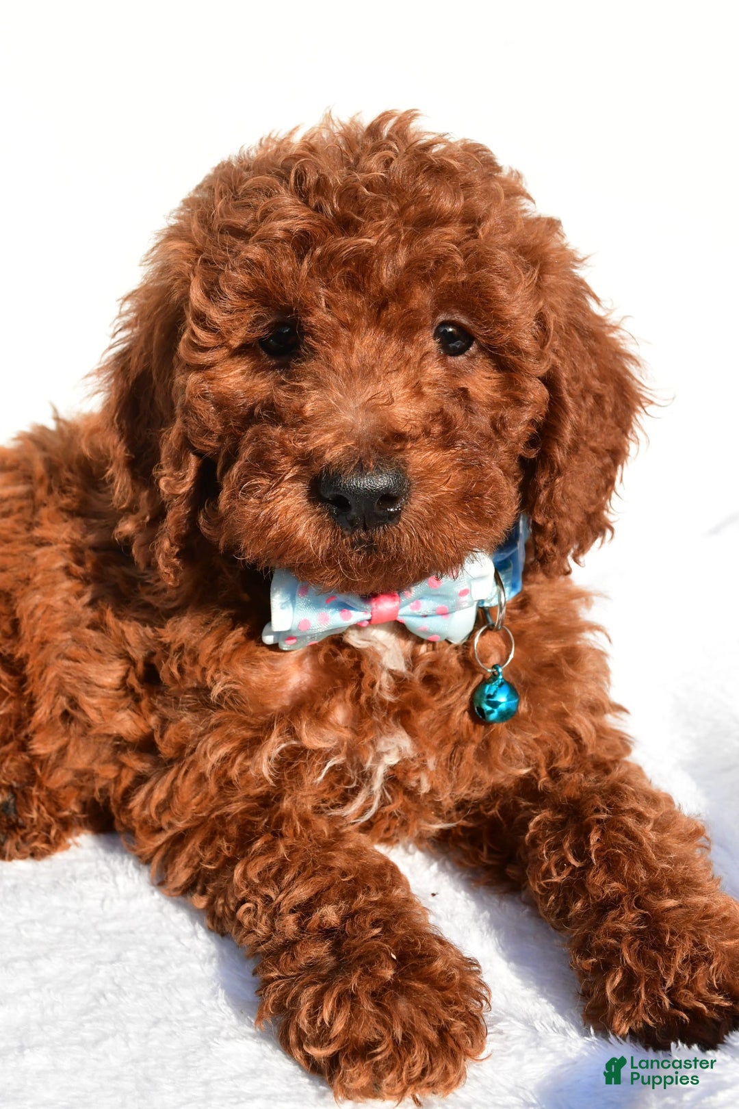 Miniature Poodle dogs for sale: Oscar - Image 5
