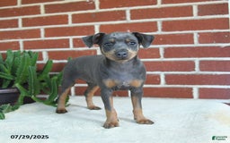 Miniature Pinscher dogs for sale: Josie - Image 9