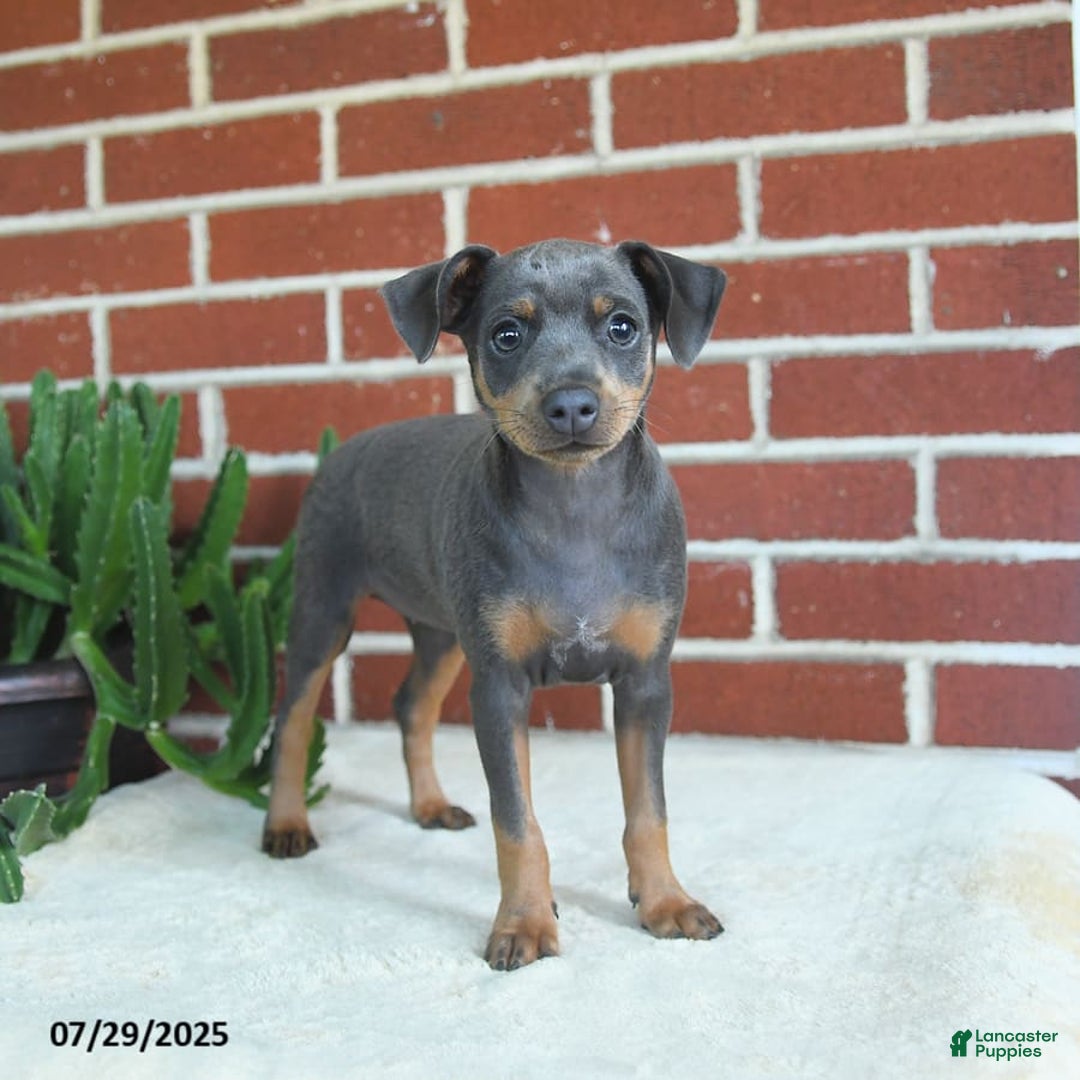 Miniature Pinscher dogs for sale: Josie - Image 9