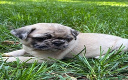 Pug dogs for sale: Pug 4 puppies - Image 5