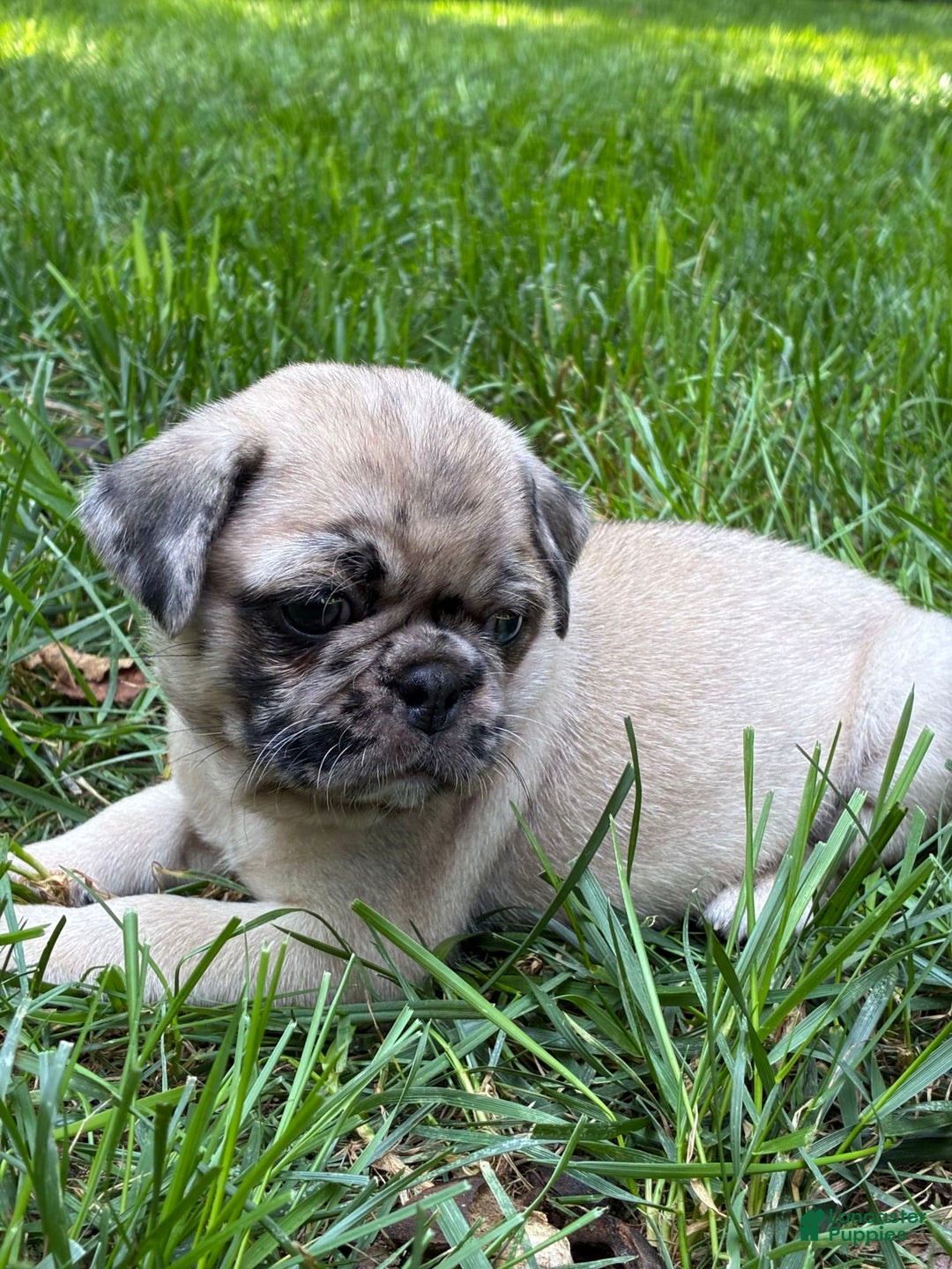 Pug dogs for sale: Pug 4 puppies - Image 5
