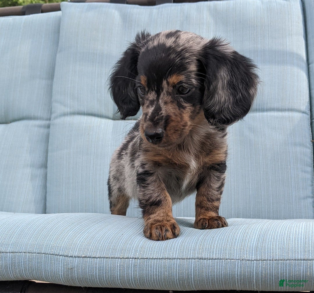 Miniature Dachshund dogs for sale: Miniature Dachshund 3 puppies - Image 30