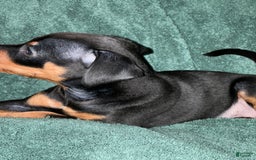 Miniature Pinscher dogs for sale: Coal - Image 8