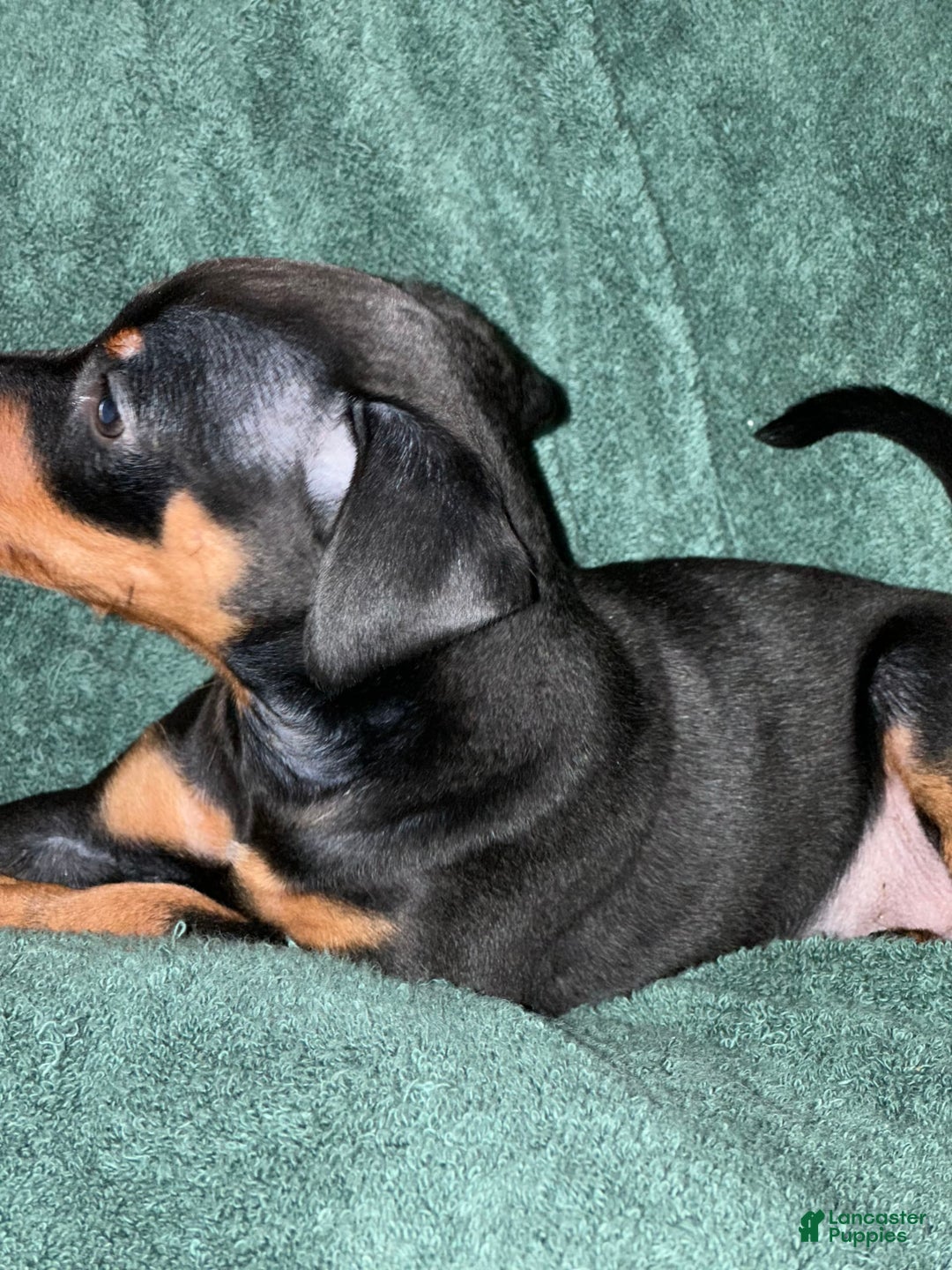 Miniature Pinscher dogs for sale: Coal - Image 8