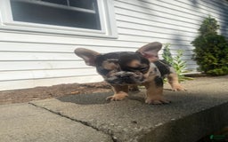 French Bulldog dogs for sale: Rocky - Image 2
