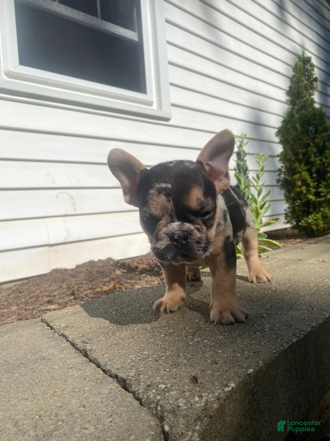 French Bulldog dogs for sale: Rocky - Image 2