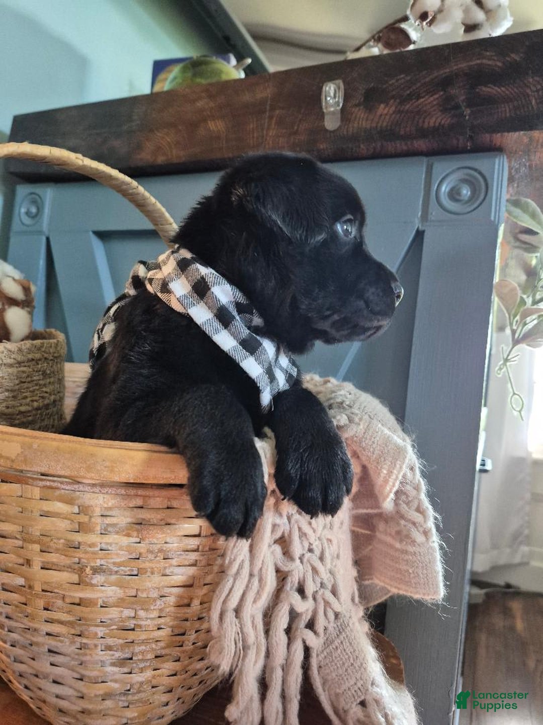 Labrador Retriever dogs for sale: Jim Halpert - Image 5