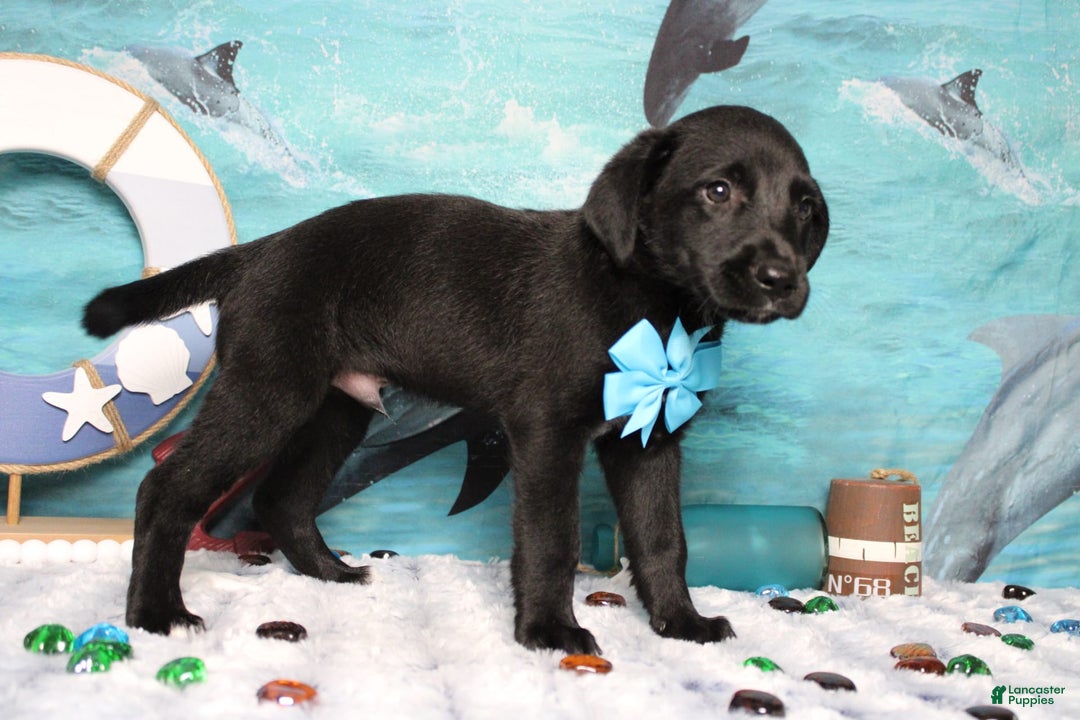 Labrador Retriever dogs for sale: Obsidian - Image 3