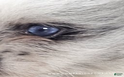 Pomeranian dogs for sale: Blue Eye - Blue Merle - Extreme Parti - Image 22