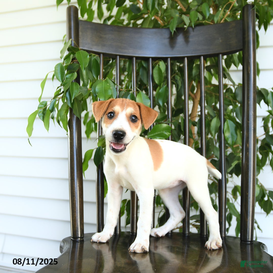Jack Russell Terrier dogs for sale: Zara - Image 2